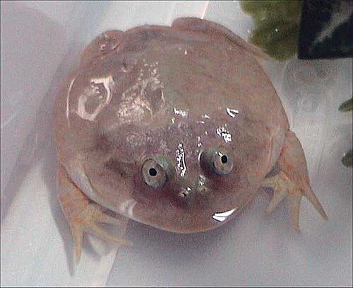 Budgett's frog